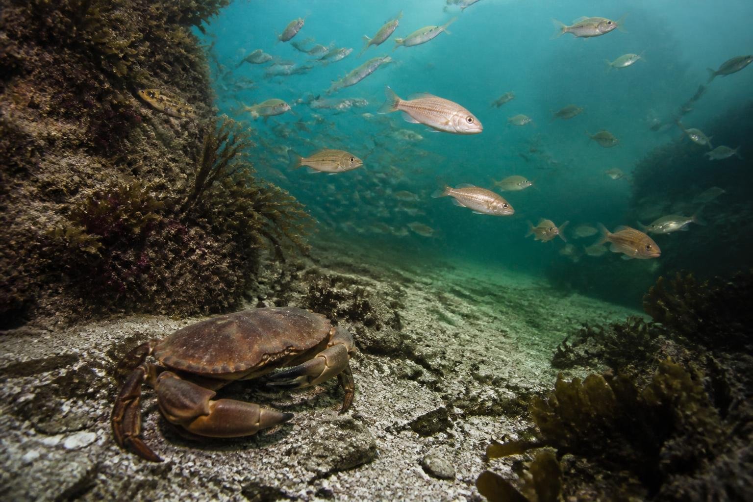 Écosystème marin : poissons et crustacés dans les eaux bretonnes