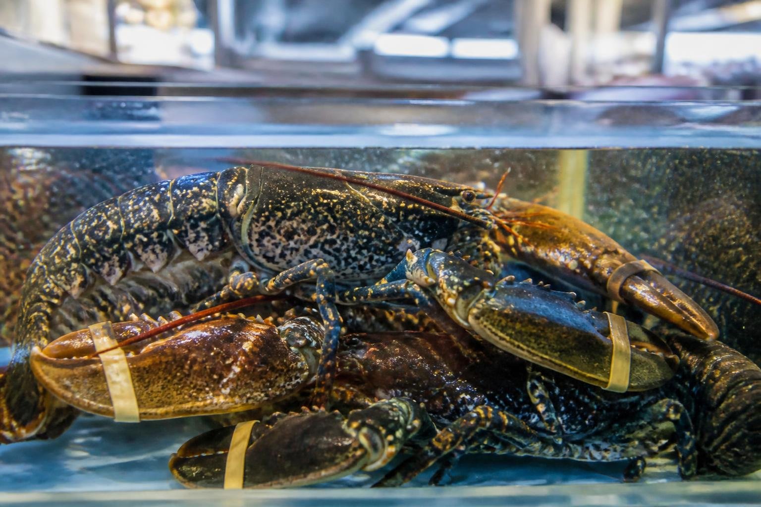 Homard frais en vivier, symbole de la gastronomie brestoise