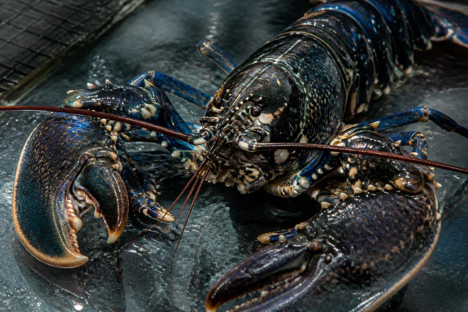 Homard breton vivant à carapace bleu-noir